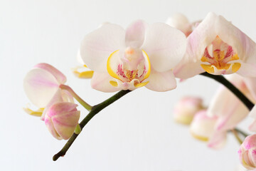 Fototapeta na wymiar White color orchid branch