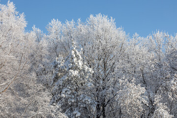 Low angle, abstract texture background of woodland treetop branches covered with heavy snow, against a clear blue sky