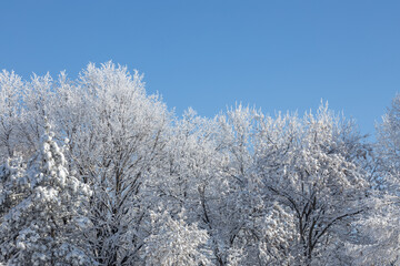 Low angle, abstract texture background of woodland treetop branches covered with heavy snow, against a clear blue sky