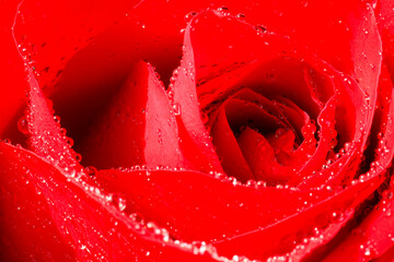 Red rose blossom with water drops