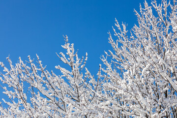 Low angle, abstract texture background of woodland treetop branches covered with heavy snow, against a clear blue sky