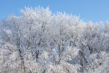 Low angle, abstract texture background of woodland treetop branches covered with heavy snow, against a clear blue sky