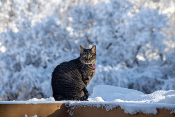 Close up view of a gray and brown striped tabby cat sitting on a wooden deck bench looking at the camera in front of an ethereal snow covered back yard on a sunny winter day - Powered by Adobe