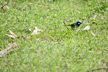 the superb fairy wren is looking for food in the grass