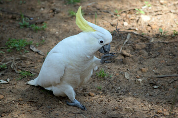the sulphur crested cockatoo is eating using his claws to hold the food
