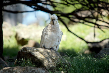 the sulphur crested cockatoo is standing on the rock