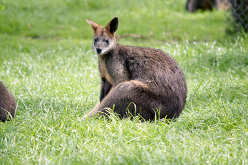 the swamp wallaby is resting on the grass