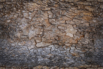 Background texture tree bark