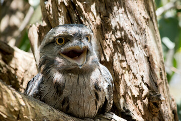 the tawny frogmouth has its mouth wide open and so are his yellow eyes