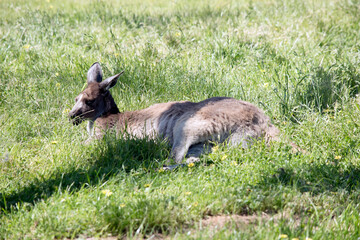 the western grey kangaroo is mainly  brown