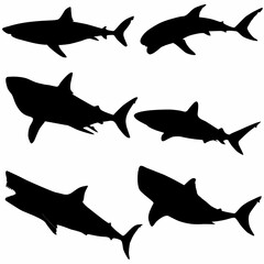 white background shark set, silhouette, sea predator