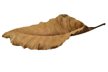 Dry leaves color of autumn season with transparent background