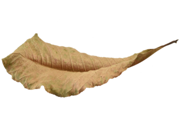 Dry leaves color of autumn season with transparent background