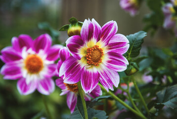 Obraz premium Dahlias flowering in fall garden, vibrant showy purple flowers closeup