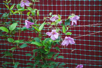 Plant climbing net use, Siberian or Alpine clematis growing against creeper support net in the...