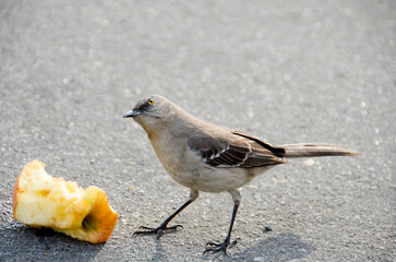 sparrow on the road eating an apple