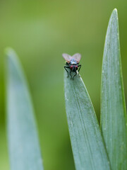 Naklejka premium bug on a leaf