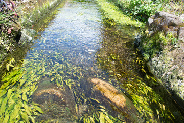 water channel in a very clear pond in the village	