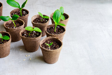 In biodegradable pots growing cucumber seedling plants.