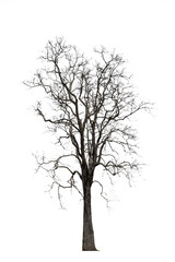 Tree without leaves on a white background.Tree black and white.