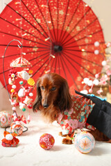 ドイツダックス