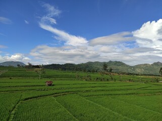 Beautiful view of green rice fields, clear blue sky and overcast. Beautiful background.