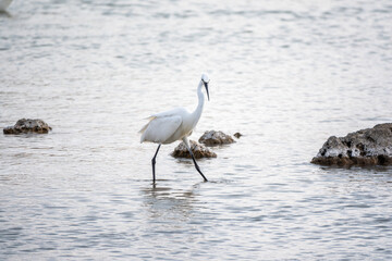 The small white heron or Little egret stands in the lake
