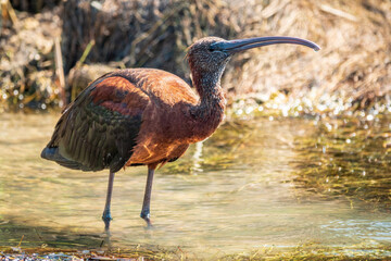 The glossy ibis, latin name Plegadis falcinellus, searching for food in the shallow lagoon.