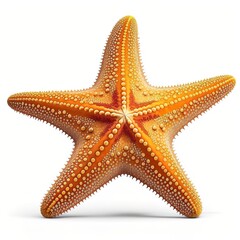 Starfish underwater on a ocean floor. starfish isolate on white background.