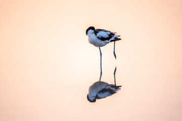 Water bird pied avocet, Recurvirostra avosetta, standing in the water in pink sunset light. The...