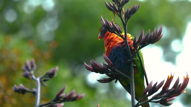 Rainbow Lorikeet Parrot Lory In The Wild In Australia. Vibrant And Colorful Bird. Rainforest, Coastal Bush And Woodland Areas. 4K UHD Documentary Close-up Slow Motion Of Animal In Nature Bright Colors