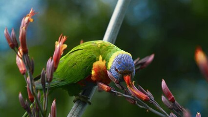 Rainbow lorikeet lory in the wild in Australia. Vibrant and colorful parrot bird in habitat rainforest, coastal bush and woodland areas. 4K UHD close-up of a beautiful animal in nature, bright colors.