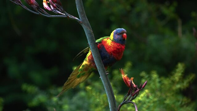 Rainbow lorikeet lory in the wild in Australia. Vibrant colorful parrot bird in habitat rainforest coastal bush and woodland areas. 4K cinematic documentary close-up of animal in nature, bright colors