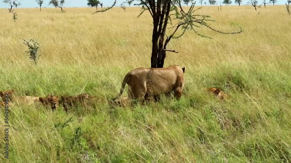 Poster group of lions rest in the shade of a tree in the middle of a field covered by grass