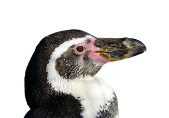 Portrait of the Humboldt Penguin (Spheniscus humboldti) isolated on transparent background, PNG.