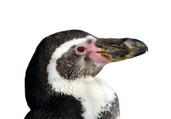 Portrait of the Humboldt Penguin (Spheniscus humboldti) isolated on transparent background, PNG.