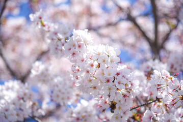 桜のピンク背景
