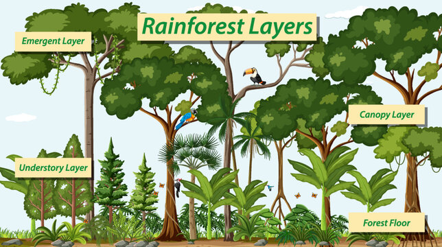Layers of the rainforest vector