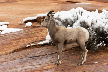 A female desert bighorn sheep stands on the red slickrock of Zion National park, Utah while snow that's accumulated on the rockface and bushes melts and trickles down the surface of the rock.