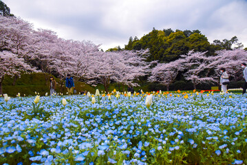 満開の桜・ネモフィラ・チューリップ