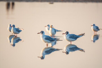 Flock of Seagulls, The European herring gull, swims on the calm lake shore in sunset