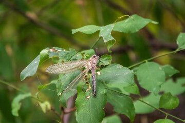 Distoleon tetragrammicus, a species of antlion in the neuropteran family Myrmeleontidae.