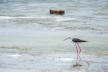 Cute water bird. Black winged Stilt feeding in the lake.. Black winged Stilt, or or pied stilt, Himantopus himantopus.