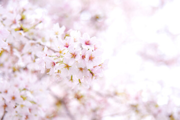 桜のピンク背景