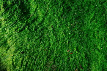 Bright green moss texture, green fur, moss background