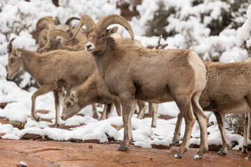 A desert bighorn ram stands watchfully in a snowy winter landscape in the red rock country of Zion...