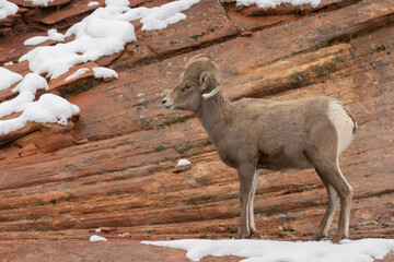 A desert bighorn ram in Zion National park, Utah stands on a red slickrock slope with patches of...