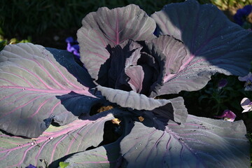 Cabbage cultivation. Brassicaceae vegetables rich in vitamin C and vitamin U are used in salads, stews, and stir-fries.