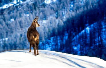 Chamois on sunlit snowy rock with blurred woodland background
