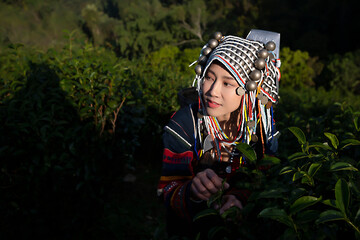 Indigenous female farmers picking the best tea leaves in a high mountain tea garden in China.